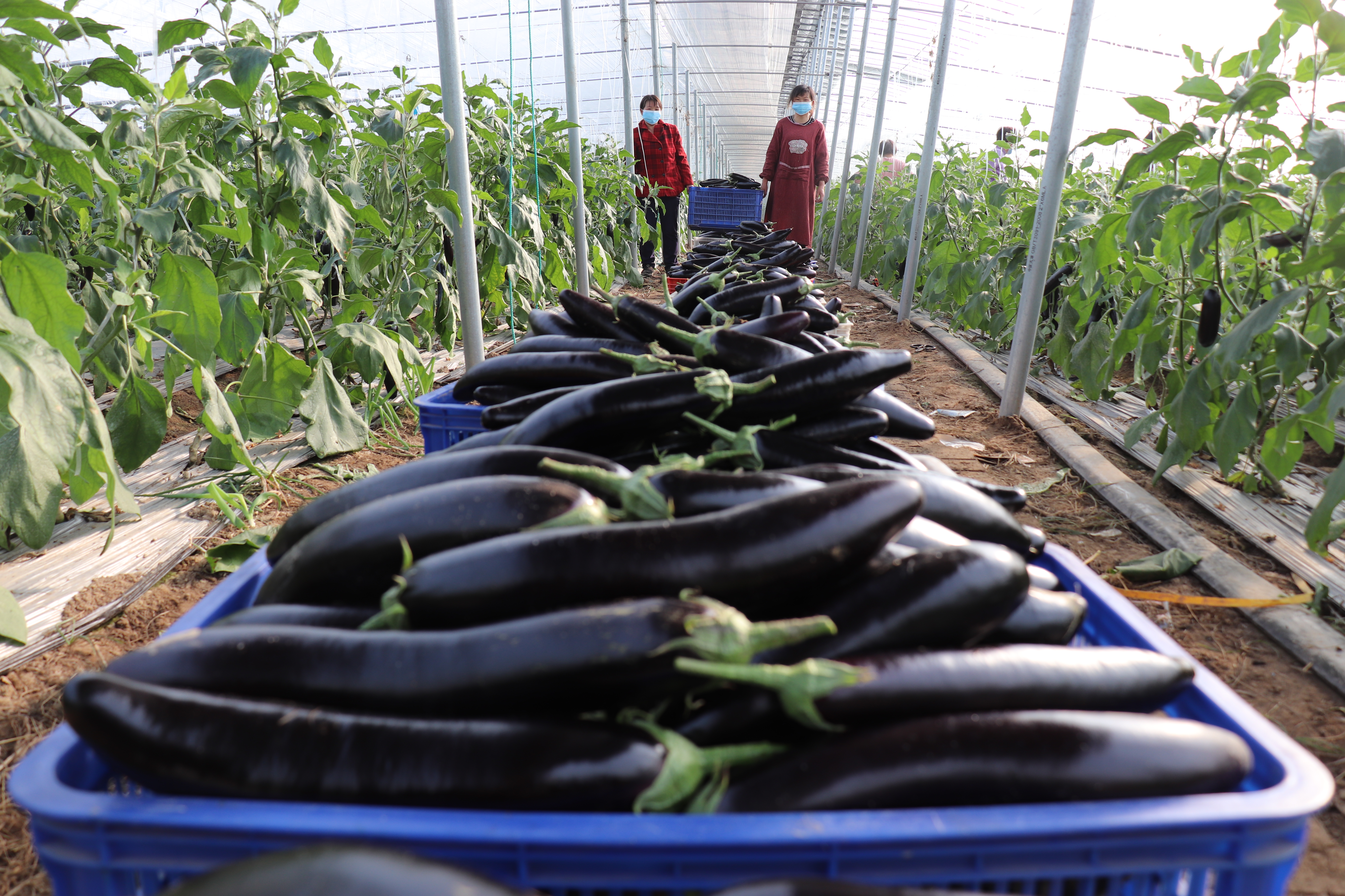 扶沟：“中原菜都”的乡村振兴富民曲