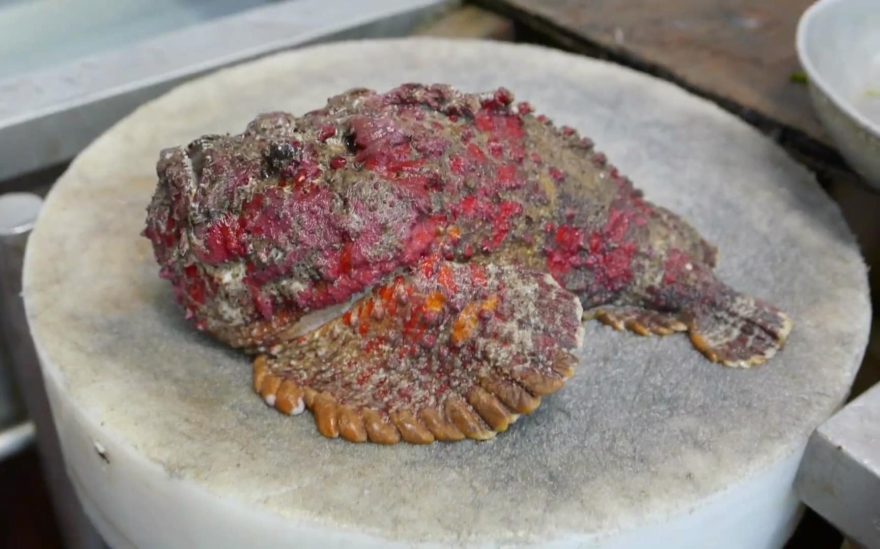 食人鱼都伤害过哪种鱼,比较凶猛的食人鱼有哪些