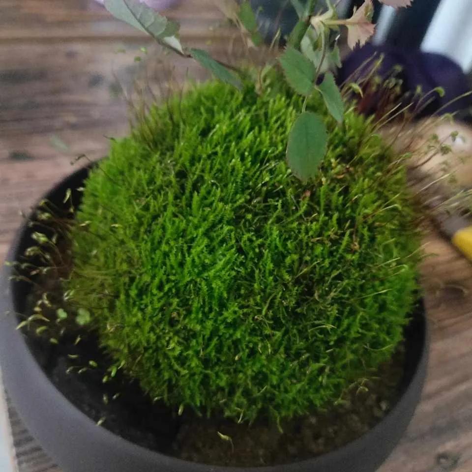 十大最怕太阳暴晒的花,最怕阳光的是什么花