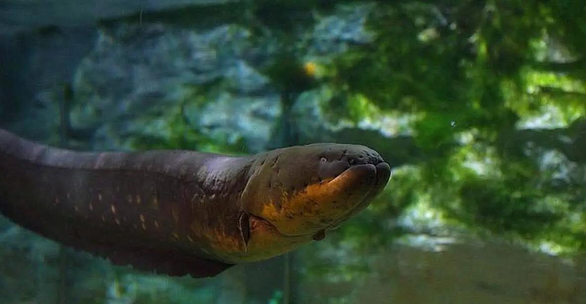 巴西一球员遭食人鱼啃食,巴西球员被食人鱼吃剩骨架
