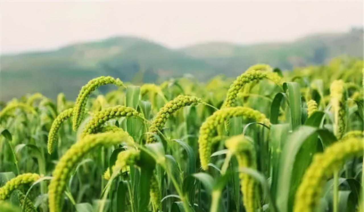 农业种植技术水稻,旱地谷子种植技术规范