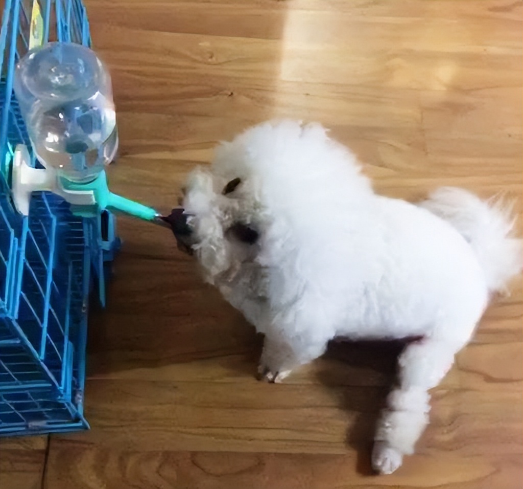 两个多月比熊犬拉稀呕吐怎么回事,比熊犬半夜呕吐黄色沫子怎么回事