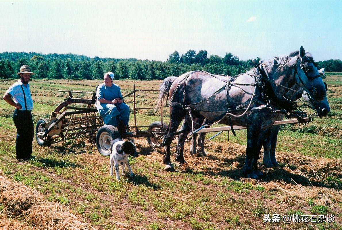 阿米什人为什么保留传统生活方式,美国阿米什原始族群