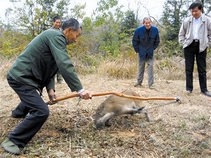 叫价10元1斤，杀一头净赚几千元！为何野猪泛滥还是控制不住？
