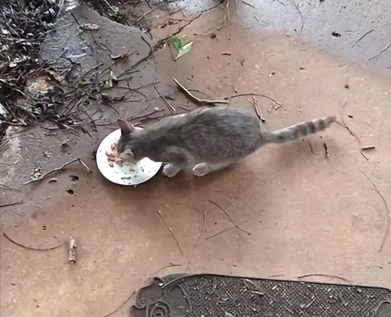 渣猫被小母猫找上门,渣猫出门被老婆抓