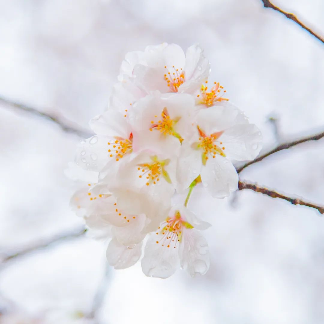 雨樱也浪漫！浙工大美美美！