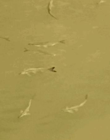 宜昌水位下降，大量刁子鱼搁浅岸边，长江护渔：标志性鱼群出现