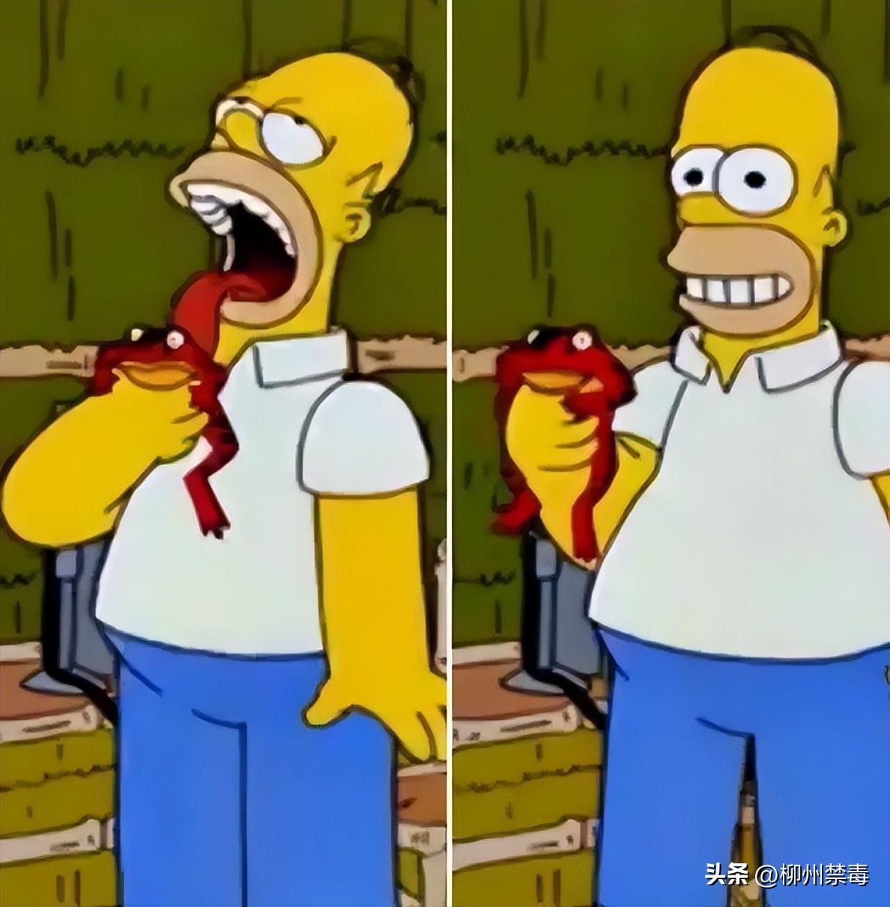 舔蛤蟆吸毒在美国成“时尚”!官方警告:再舔蛤蟆要绝种了!