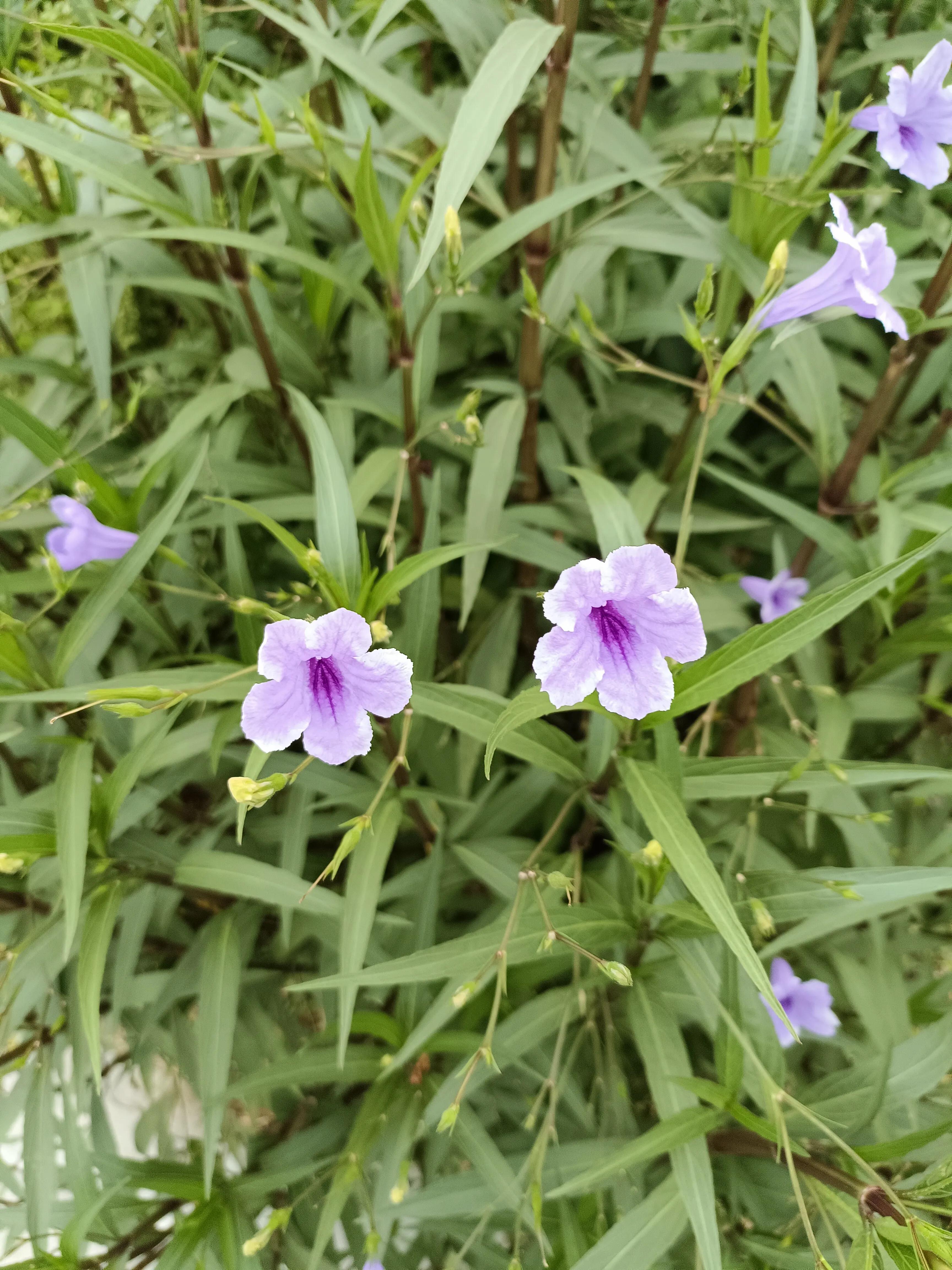 严厉的老师作文,严厉的老师好还是温柔的老师好