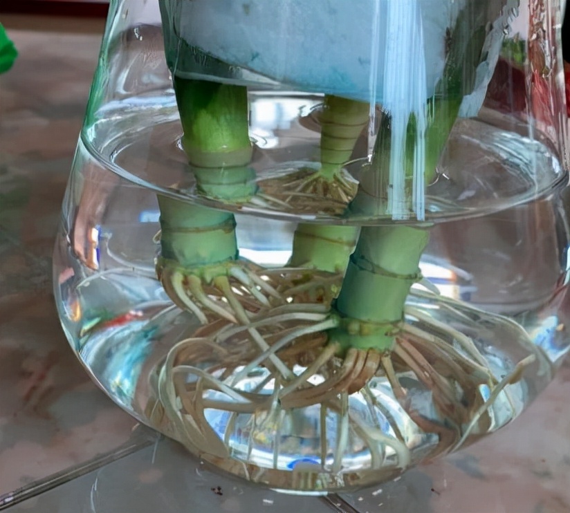 富贵竹怎么养才不会死,富贵竹该怎么养不会死掉