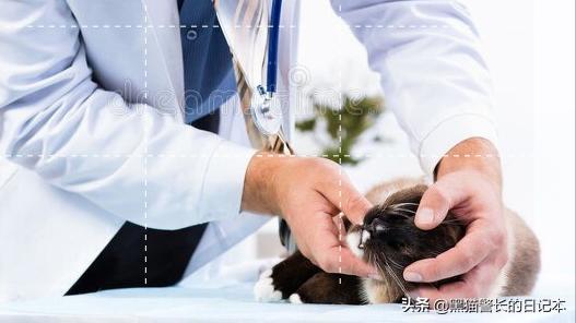 猫咪疱疹病毒传染性鼻结膜炎,猫鼻支疱疹病毒和杯状病毒区别