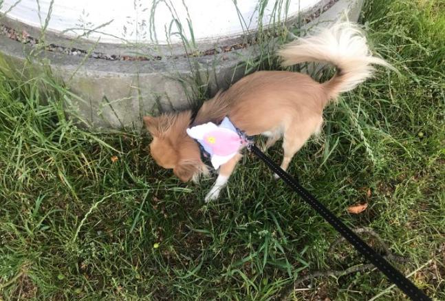 吉娃娃真实的面目,泰迪犬从万人迷变成万人恨