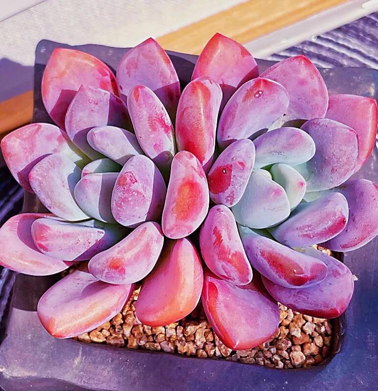 又美又仙的多肉,多肉植物100年的老桩奥普琳娜