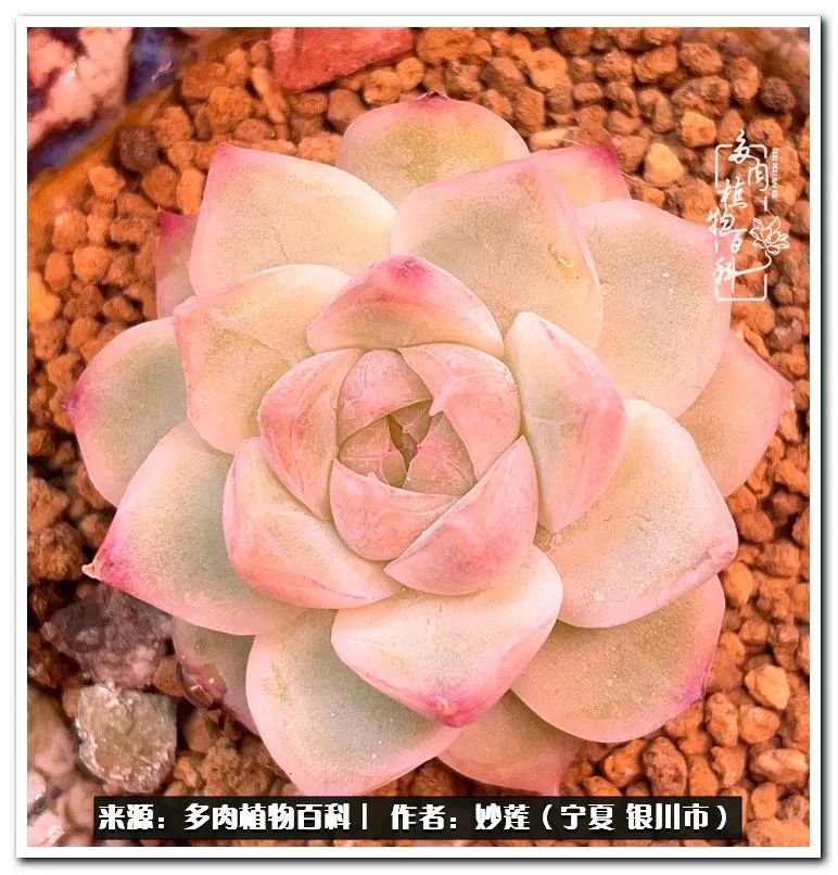 世间繁华三千不如一隅清欢,世间繁华三千不如有一院清欢