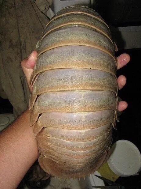 巨型西瓜虫海洋,深海巨足虫和西瓜虫