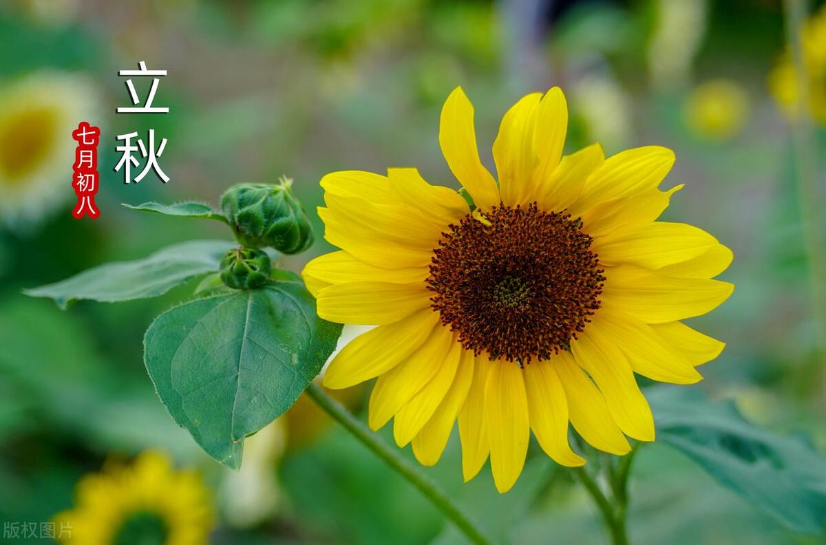 今年立秋是公秋还是母秋热不热,农民立秋早和晚的说法