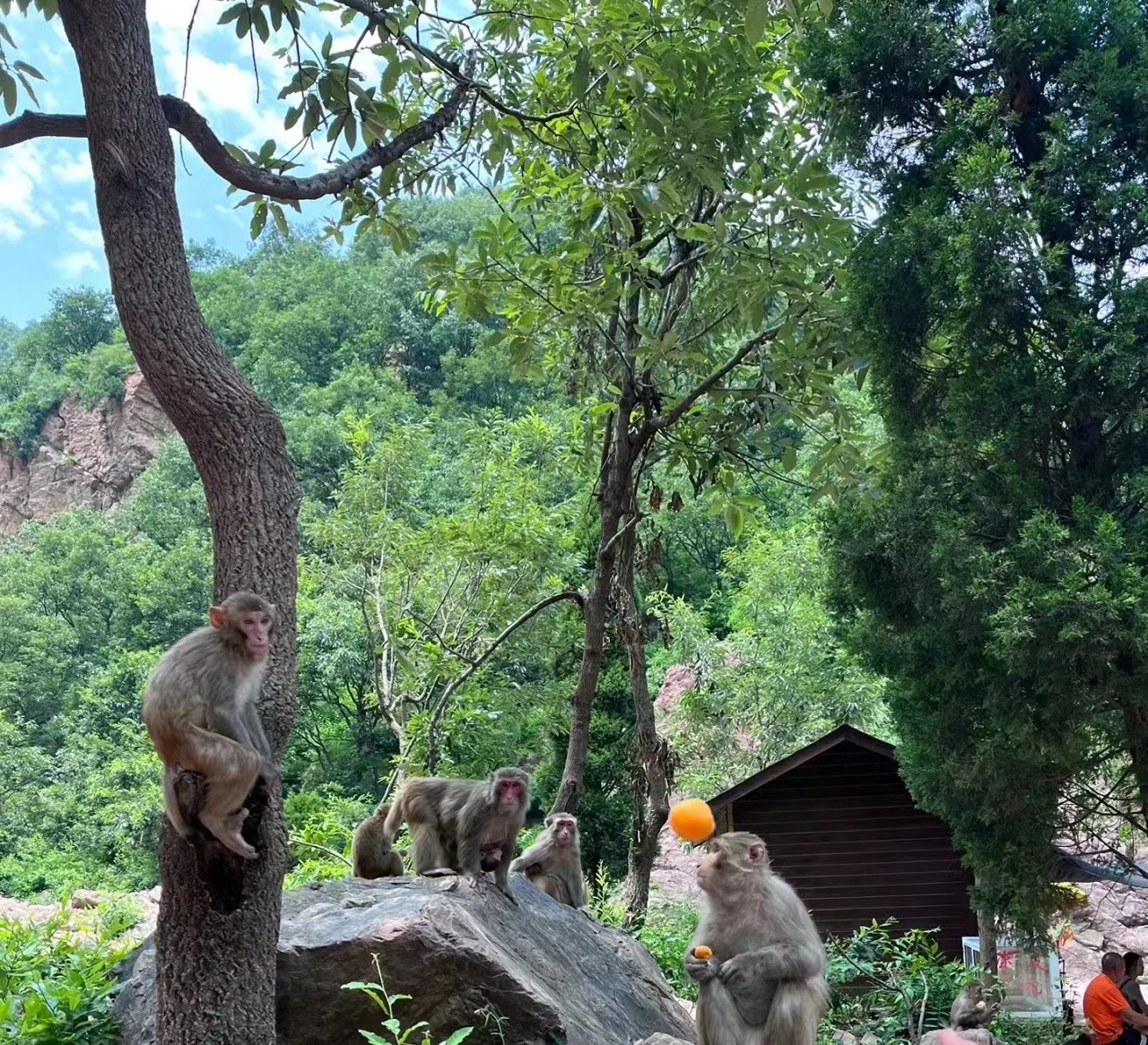 端午节郑州周边避暑游玩推荐景点,端午郑州附近游玩景点推荐一日游