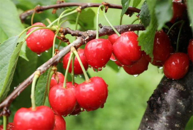 大樱桃果实的生长特点,大樱桃里面有什么吃的