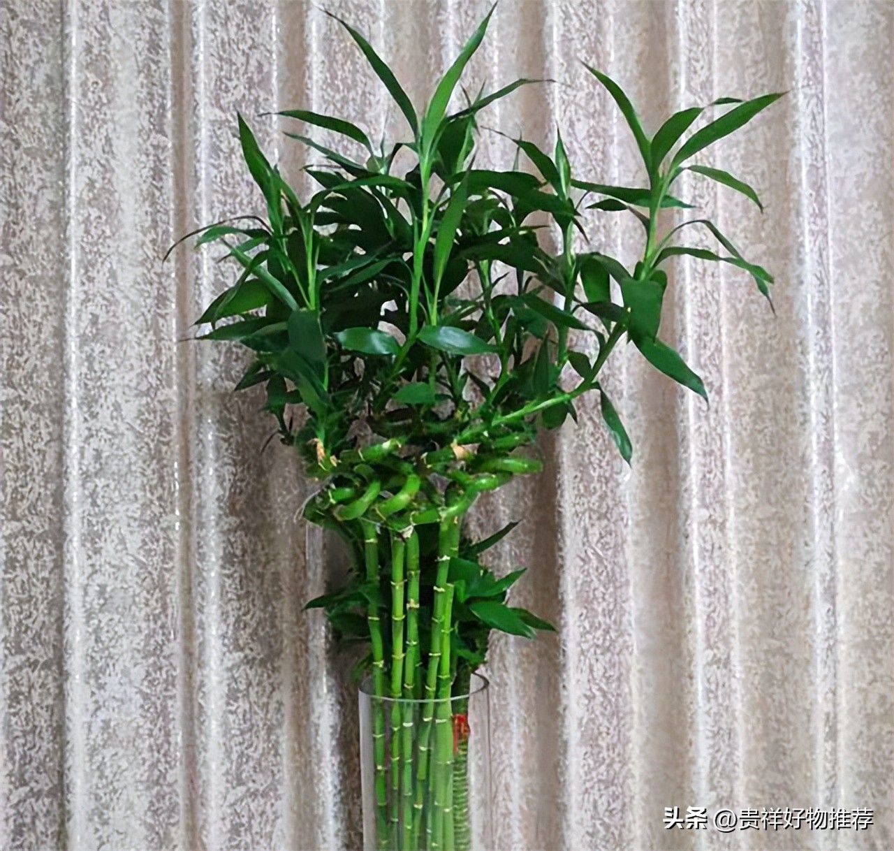 过节家里摆放8种吉祥和福运的花,过年期间适合家庭摆放的花