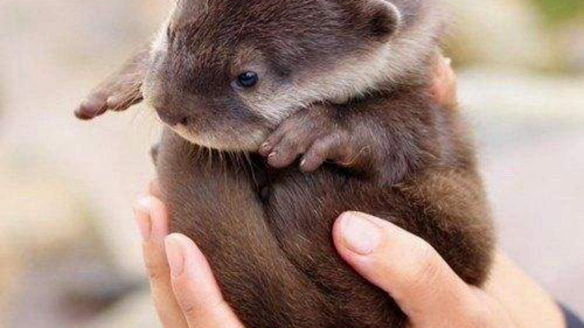 勤能补拙动物,勤能补拙比喻哪个生肖