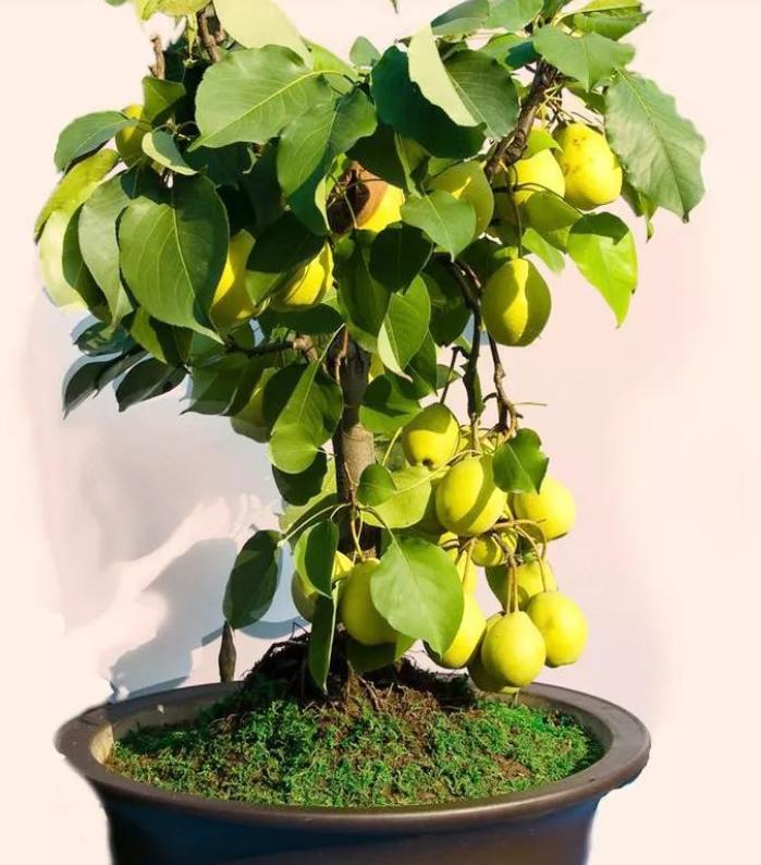 客厅养植物有什么讲究,客厅养树有什么讲究