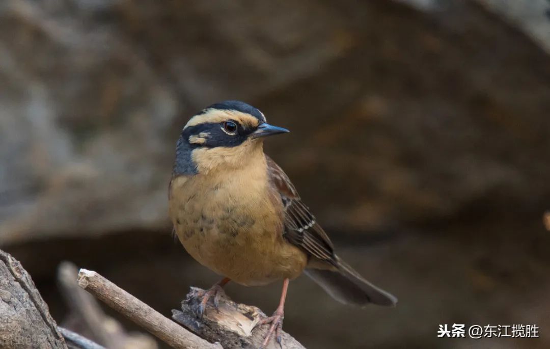 鸟儿大全高清图,高清珍稀鸟动态图片大全