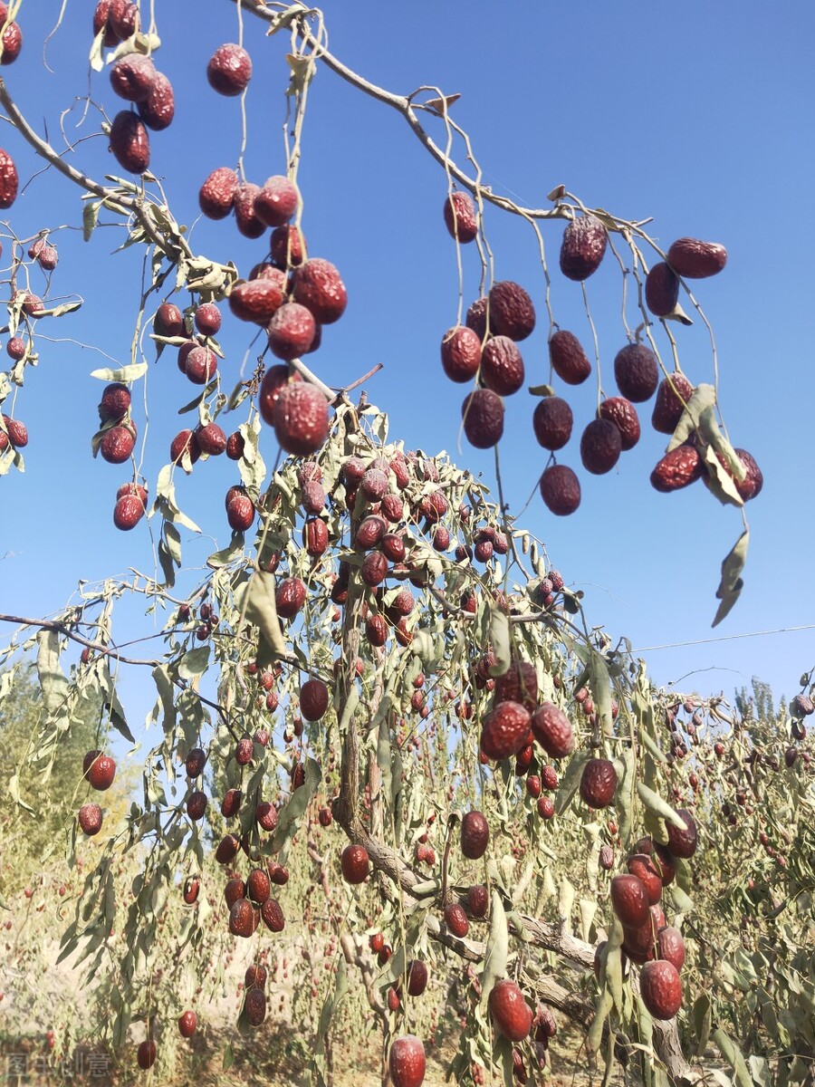 疆为成新干果推荐,新疆干果