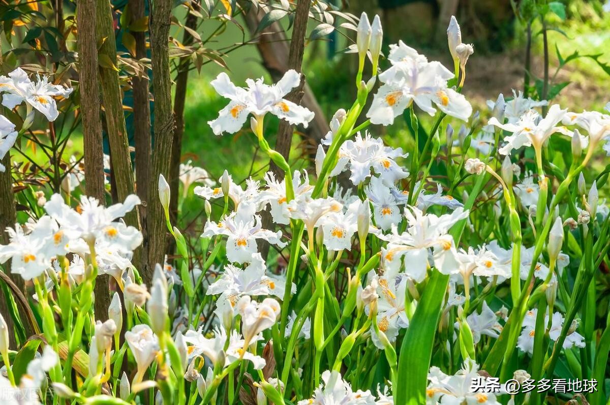 鎺㈣浜氭床鑺遍兘鏄嗘槑鏂楀崡椴滆姳灏忛晣,椴滆姳灏忛晣涔嬫梾
