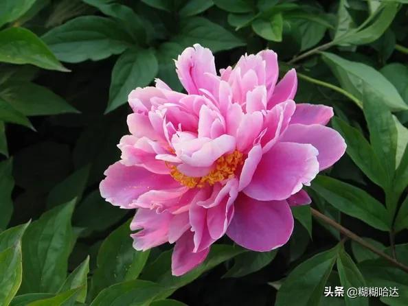 赏心悦目的花朵，风采万千，千姿百态，魅力无限，太美了