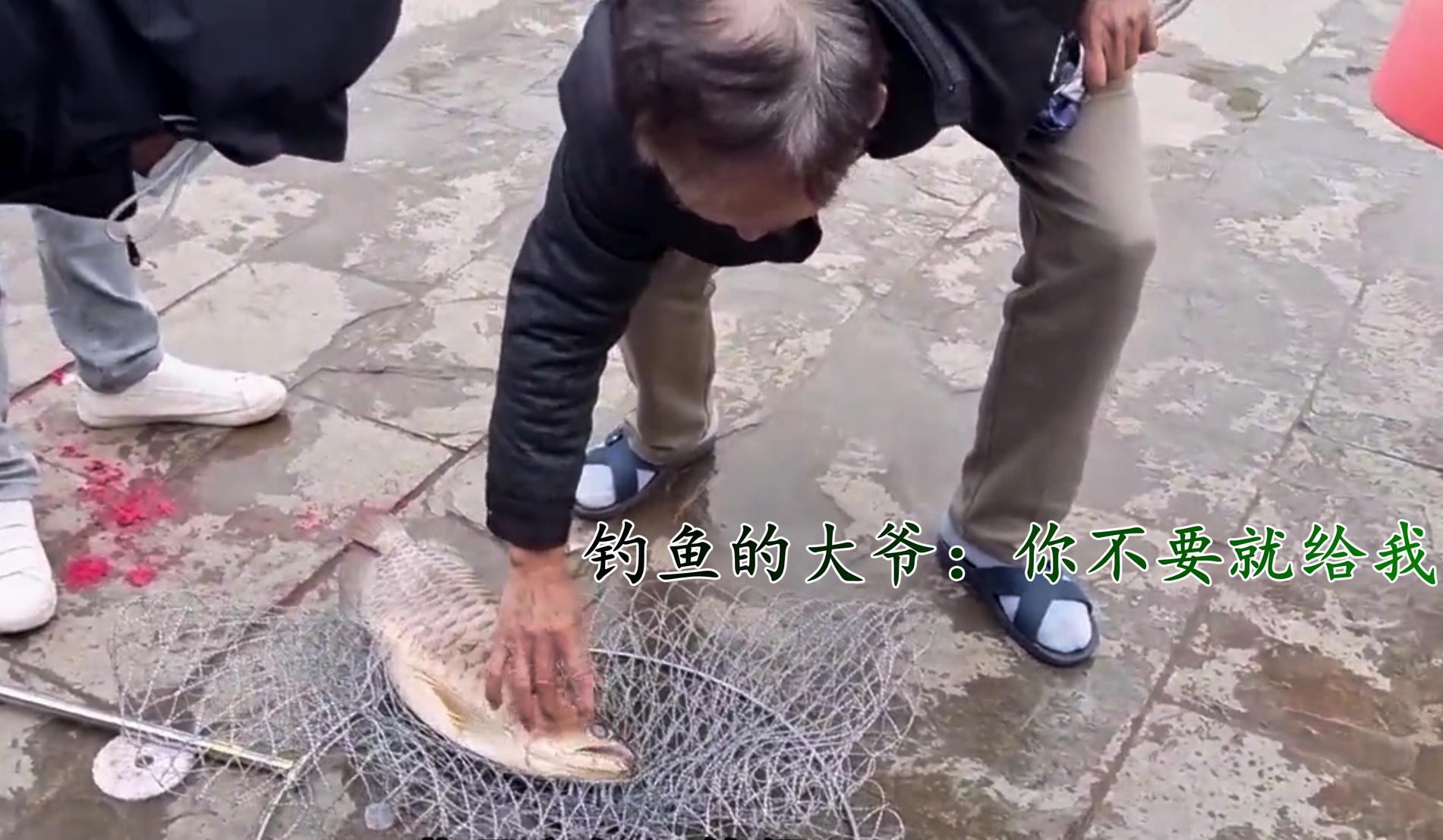 钓上来的金龙鱼能活吗,男子钓到5斤多重野生大黄鱼