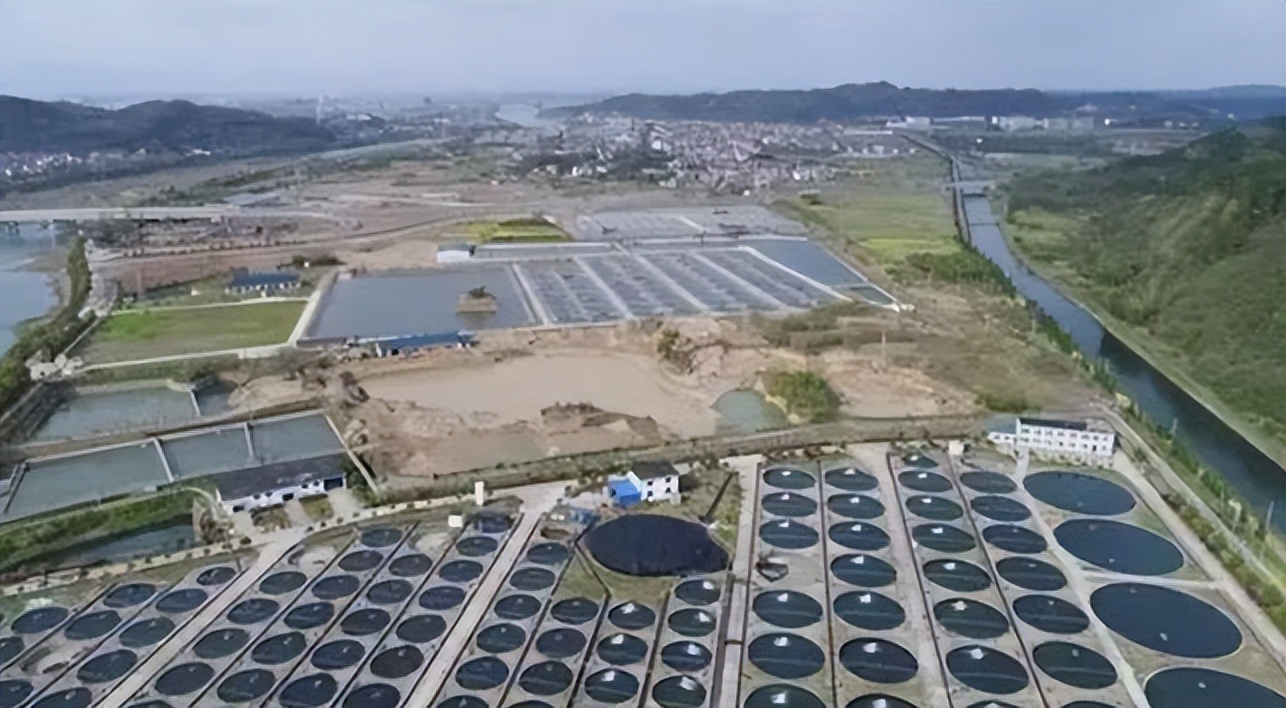 顶级鱼子酱为什么这么贵,中国是怎么把鱼子酱变成白菜价