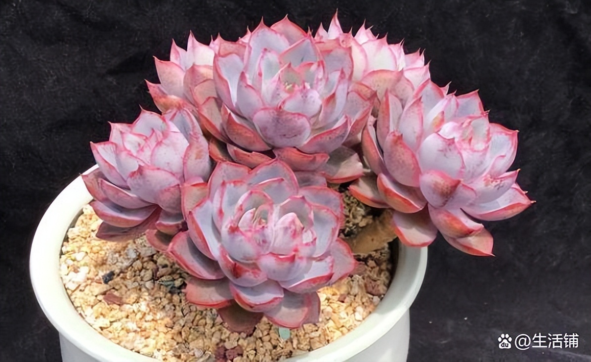 多肉徒长了怎么办?3个方案来“挽救”,轻松爆崽,养成老桩