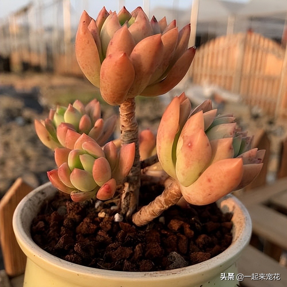 马库斯多肉夏天怎么上盆,多肉马库斯小老桩