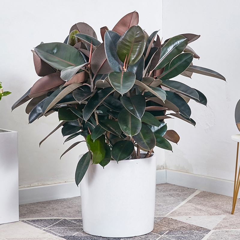 超级好养的大绿植排名前十,比较好养的大型绿植