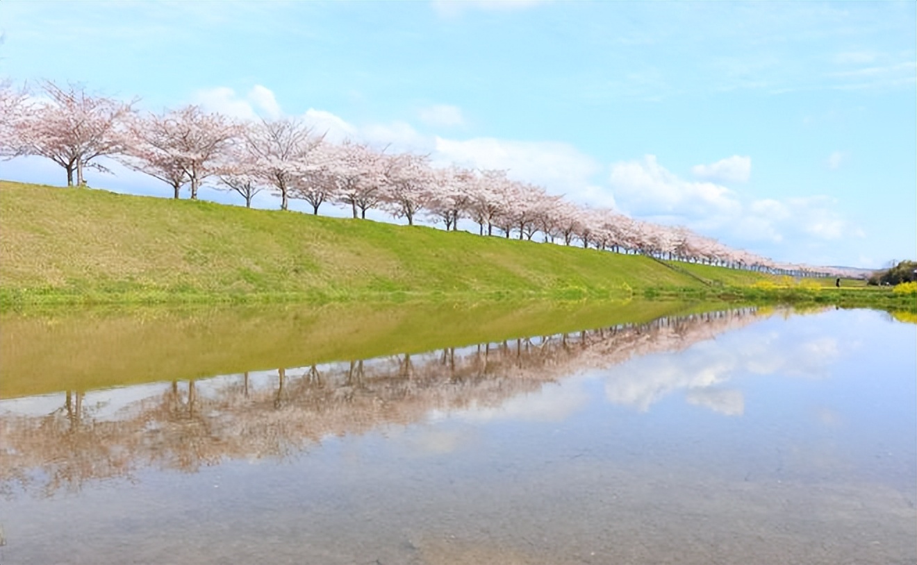 2023日本樱花观赏时间表,日本樱花花期2020