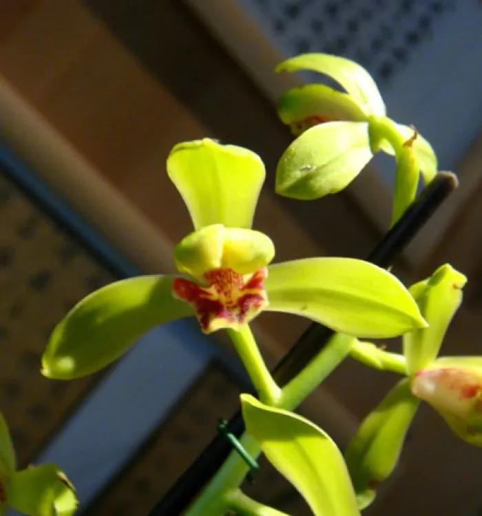 蕙兰老八种图片,蕙兰新八种图片高清