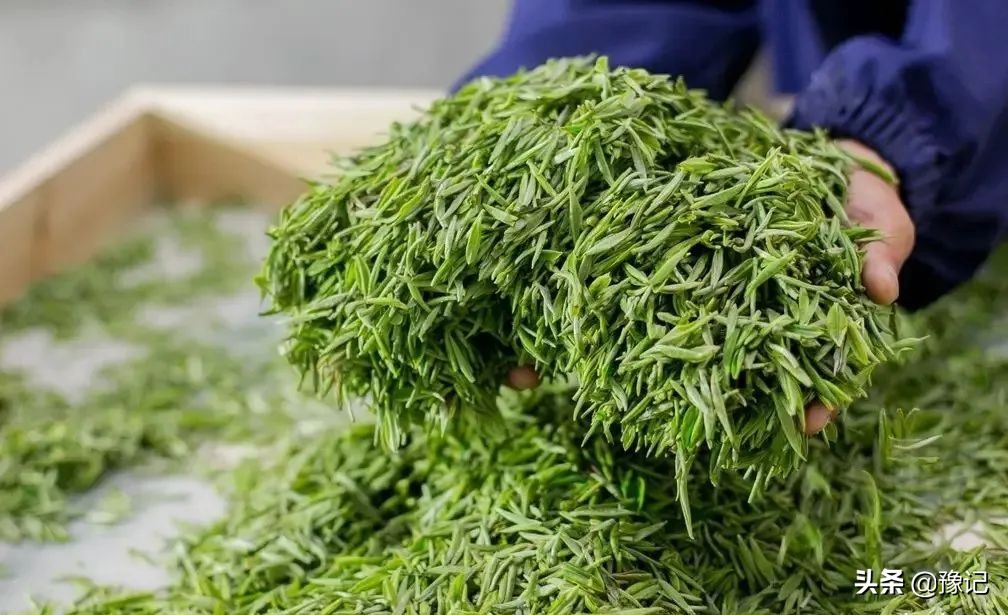 信阳毛尖小浑淡和大清浓谁正宗,信阳毛尖为什么叫小浑蛋