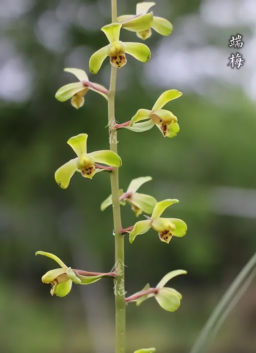 新手盆栽兰花最好选择哪些品种,适合家养的兰花品种有哪些盆栽