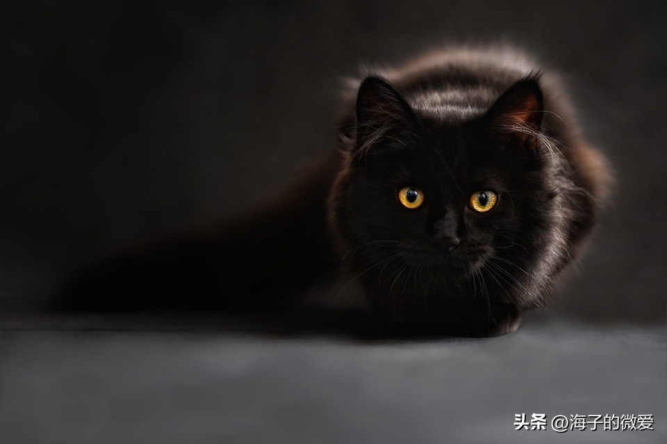 猫咪爱吃虾是不是对猫不好,猫咪注意安全