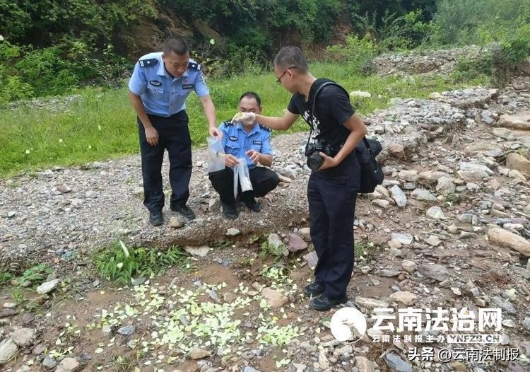 大量制作蝴蝶标本犯法吗,制作蝴蝶标本被蝴蝶咬死