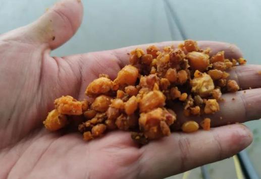 老坛玉米的正确使用方法,老坛玉米诱鱼技巧