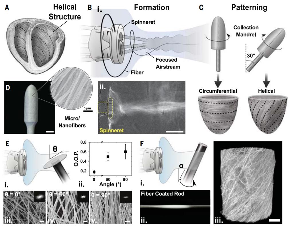 科学家发现迄今最古老的心脏,美国科学家关于心脏作用的新发现
