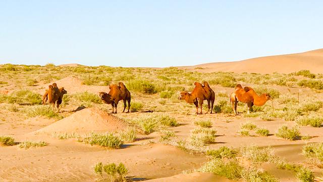 内蒙古额济纳旗避坑攻略,内蒙额济纳旗红城遗址