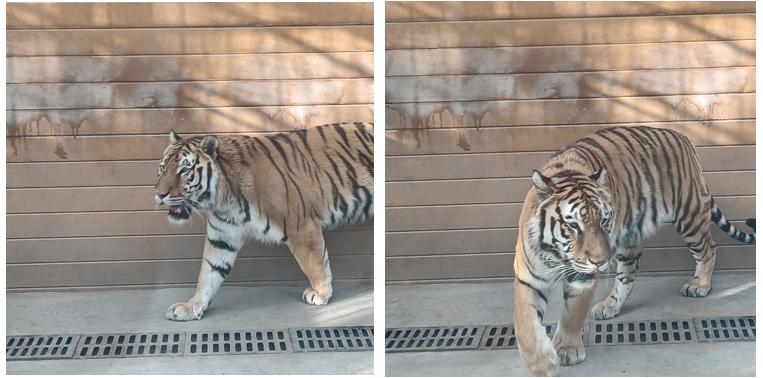 包头市动物园在哪里,包头劳动公园动物园