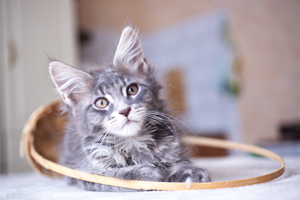 宠物的寿命和人类相比,哪些宠物寿命比较长