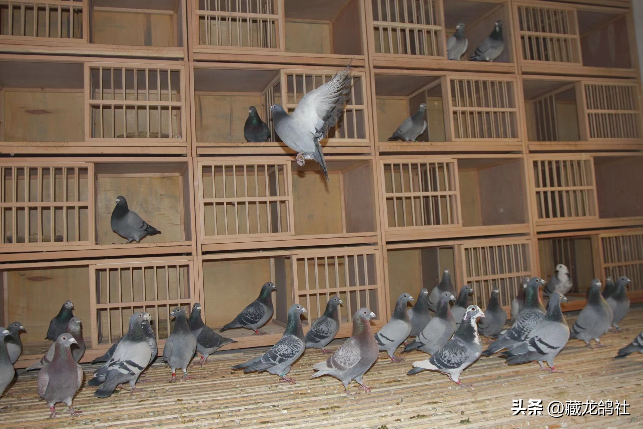 当代赛鸽缺的绝对不是滋补丸