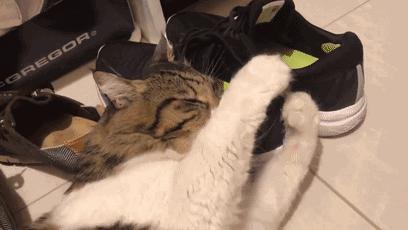 脚气到底是怎么引起的,脚气是怎么引起的用什么药治疗