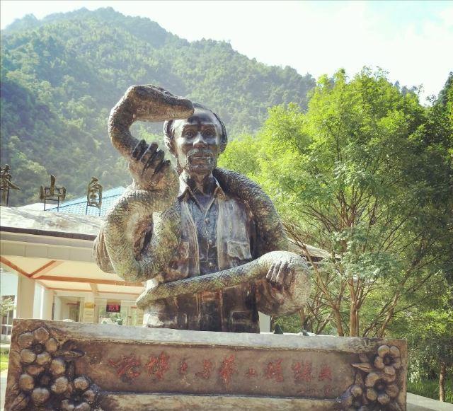 100元一条小青龙,中国毒蛇小青龙