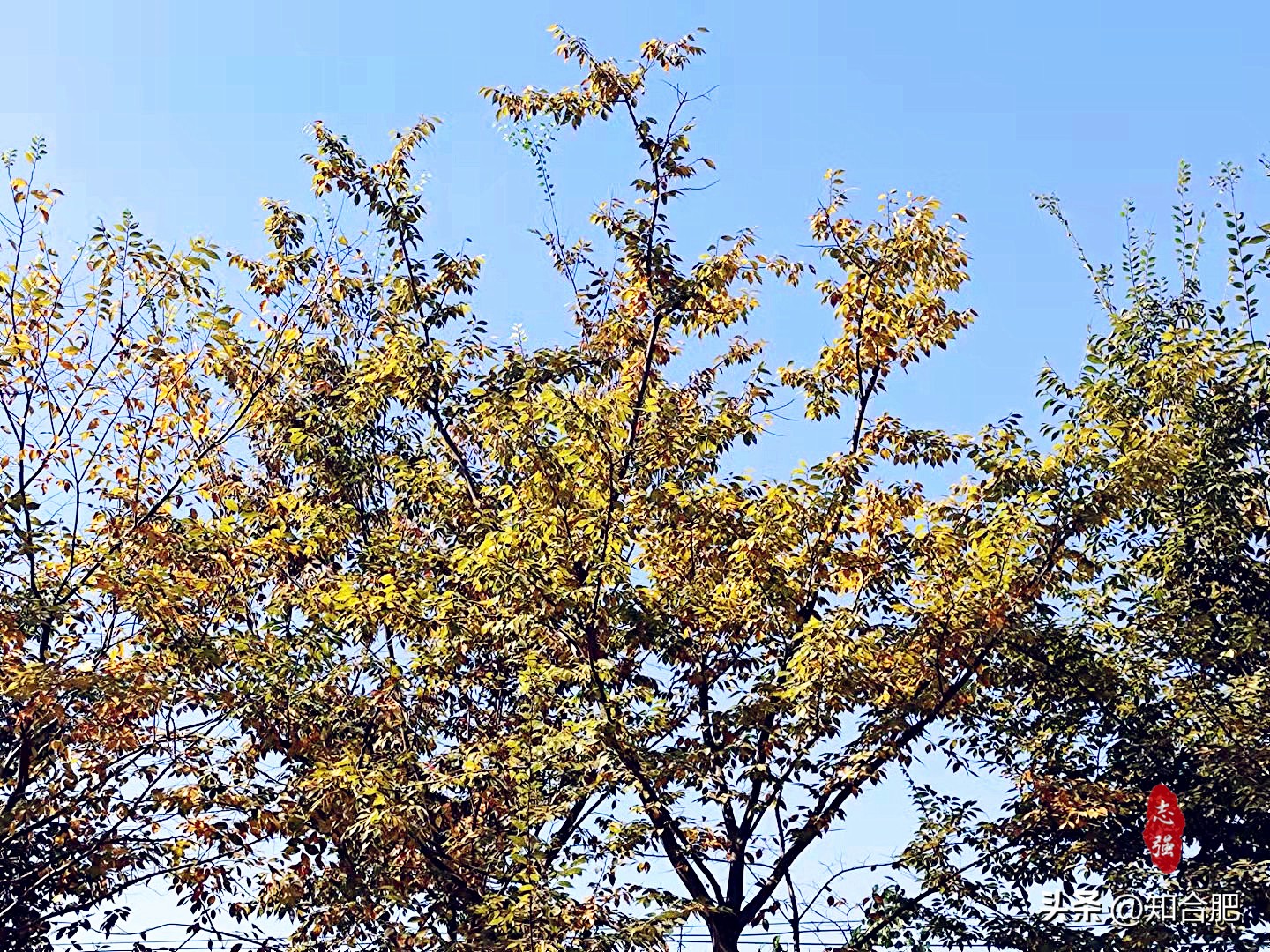 合肥秋游最佳路线,合肥秋游景点推荐