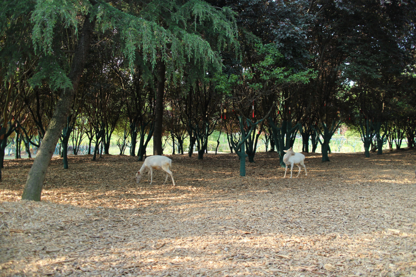 南京烧香的地方,南京烧香拜佛